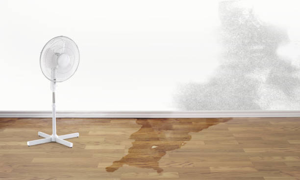 Best Basement water damage restoration  in Columbus, TX
